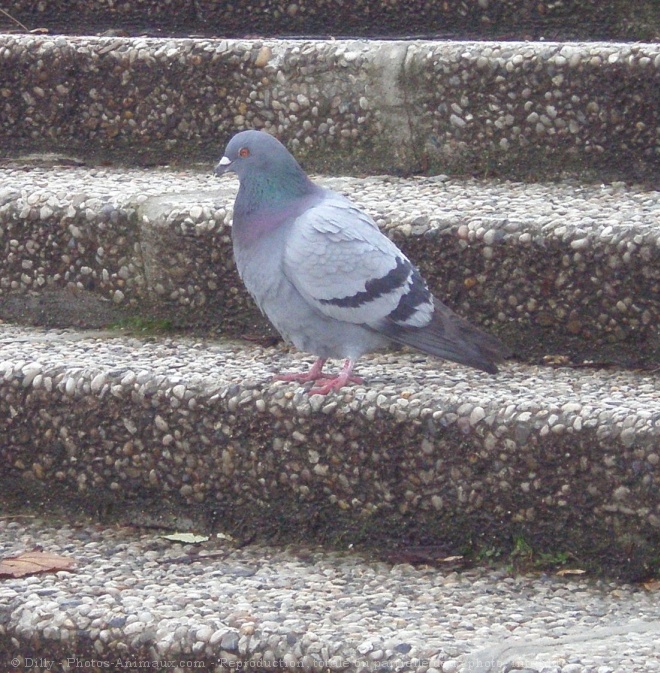 Photo de Pigeon