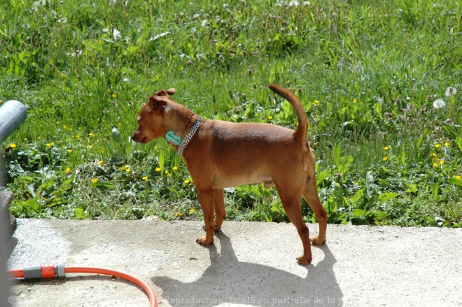 Photo de Pinscher nain