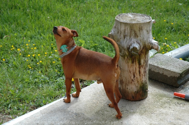 Photo de Pinscher nain