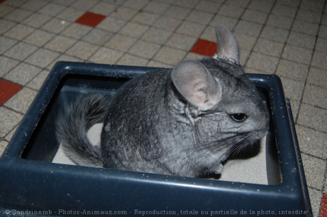 Photo de Chinchilla