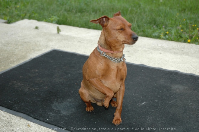 Photo de Pinscher nain