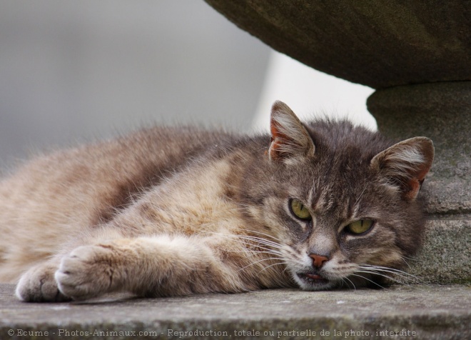 Photo de Chat domestique