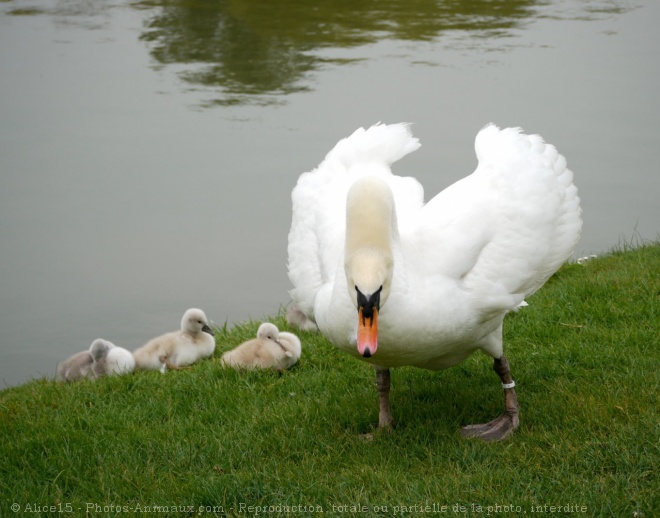 Photo de Cygne