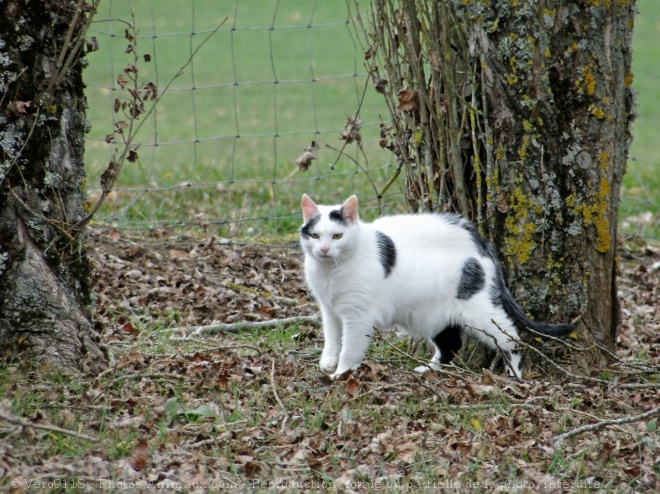 Photo de Chat domestique