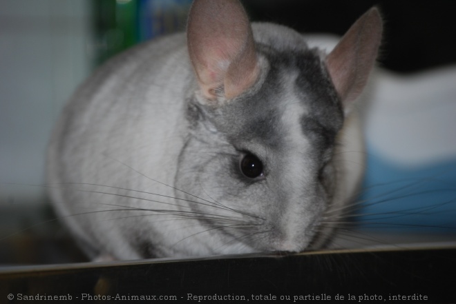 Photo de Chinchilla