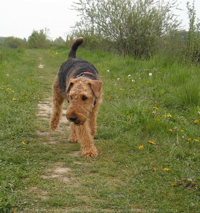 Photo d'Airedale terrier