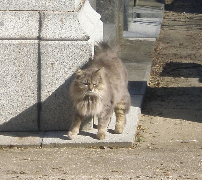 Photo de Chat domestique