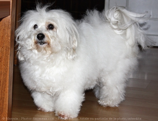 Photo de Coton de tulear