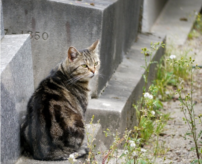 Photo de Chat domestique