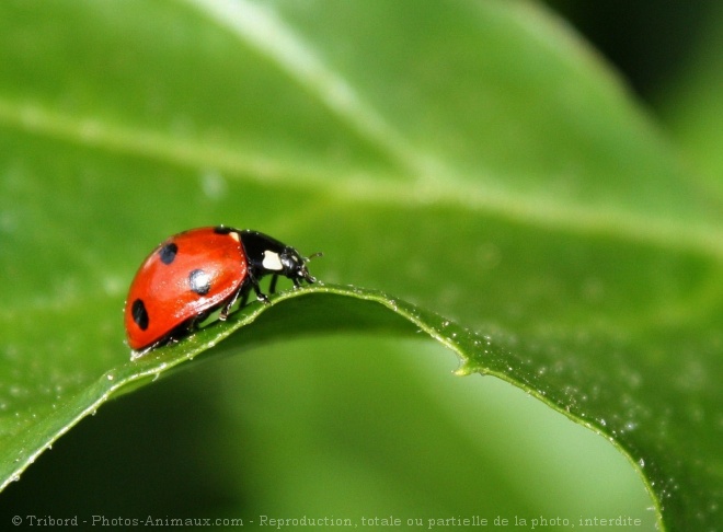 Photo de Coccinelle