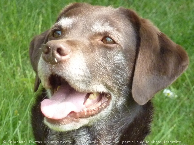 Photo de Labrador retriever