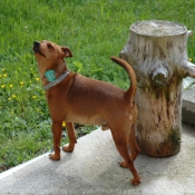 Photo de Pinscher nain