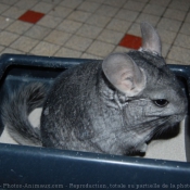 Photo de Chinchilla