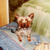 Photo de Yorkshire terrier