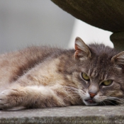 Photo de Chat domestique