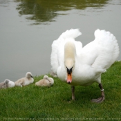 Photo de Cygne