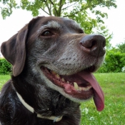 Photo de Labrador retriever