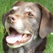 Photo de Labrador retriever