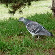 Photo de Pigeon