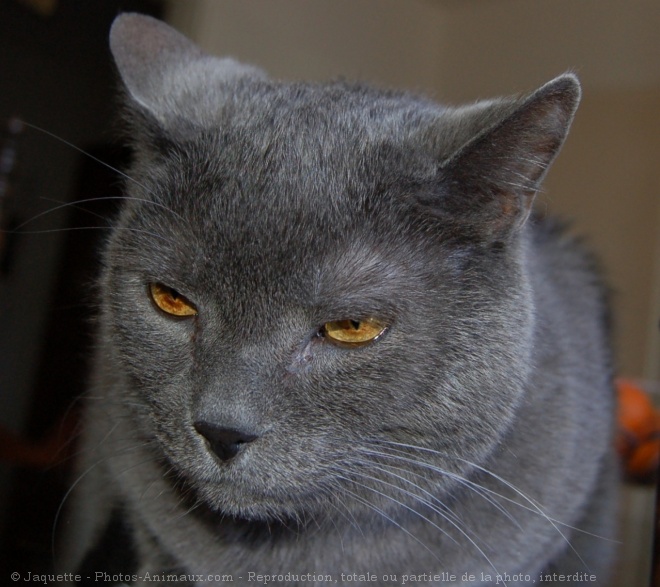 Photo de Chartreux