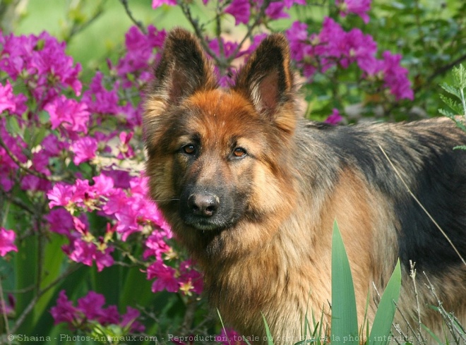 Photo de Berger allemand  poil court