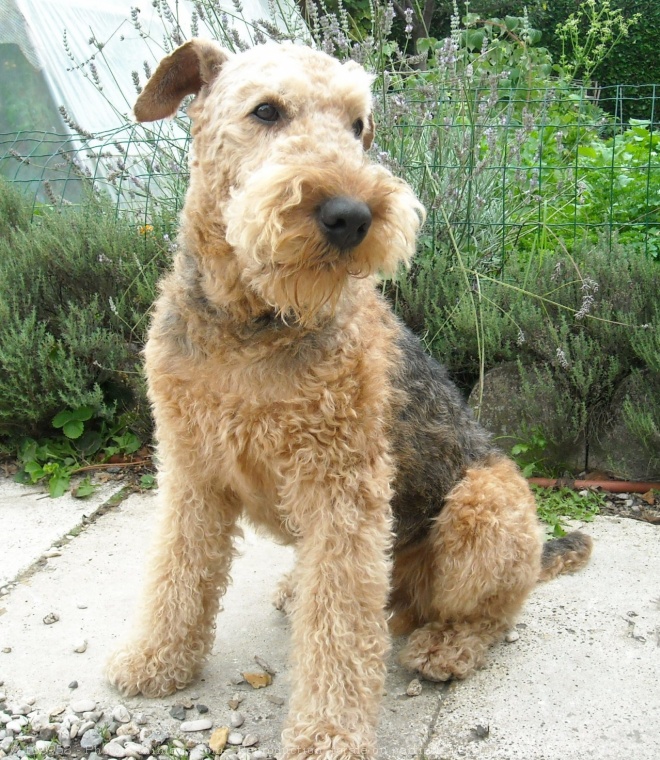 Photo d'Airedale terrier