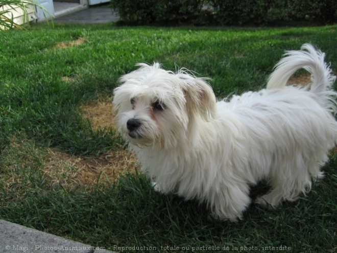 Photo de Bichon maltais