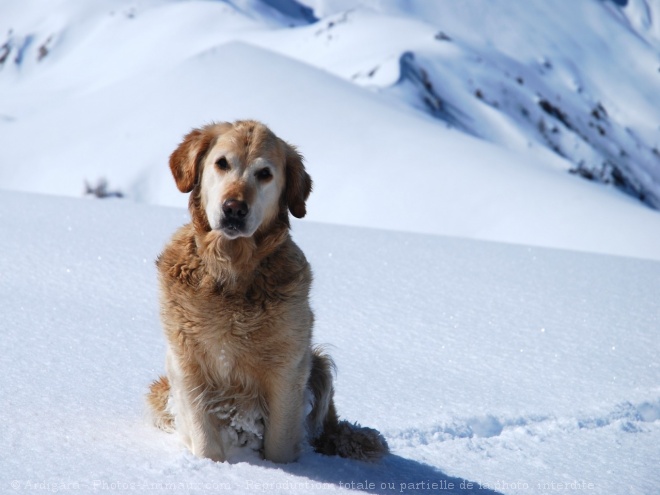 Photo de Golden retriever