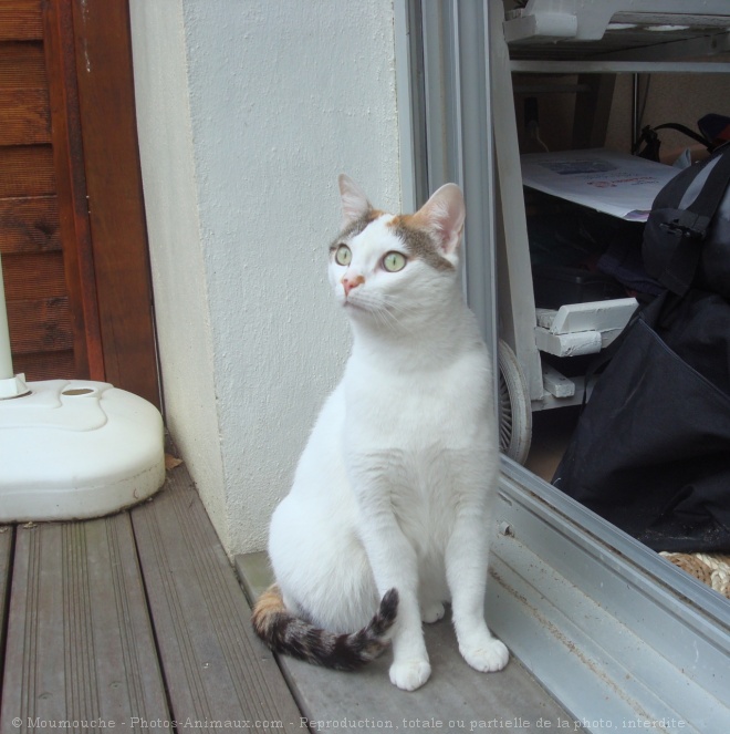 Photo de Chat domestique