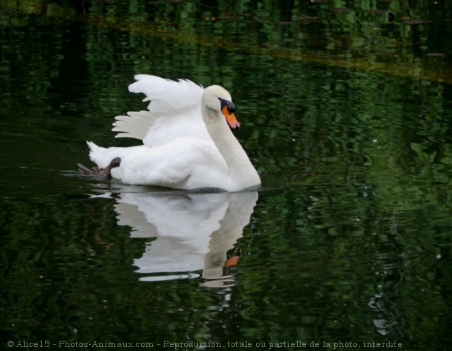 Photo de Cygne