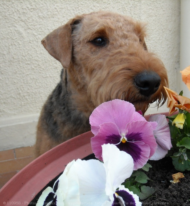 Photo d'Airedale terrier