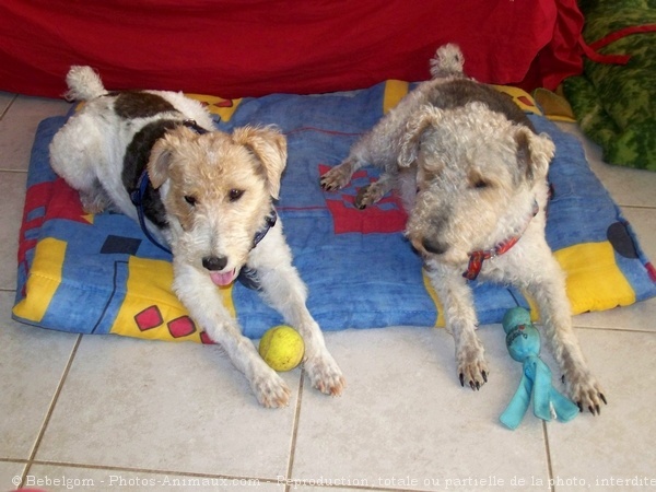 Photo de Fox terrier  poil dur