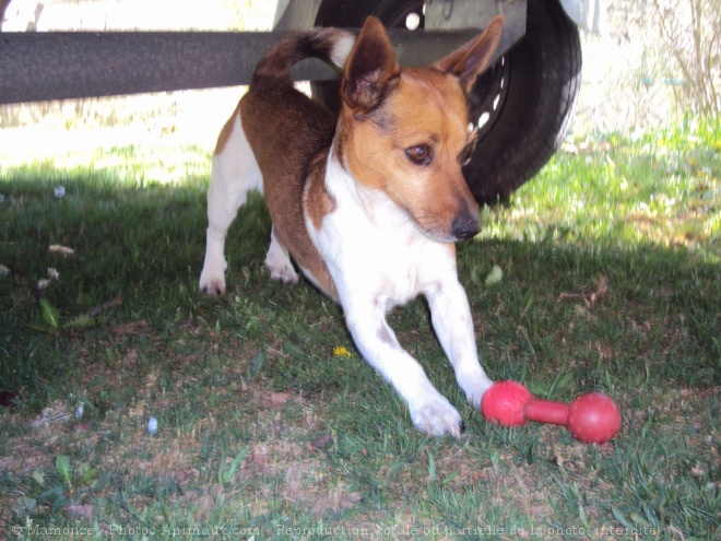 Photo de Jack russell terrier