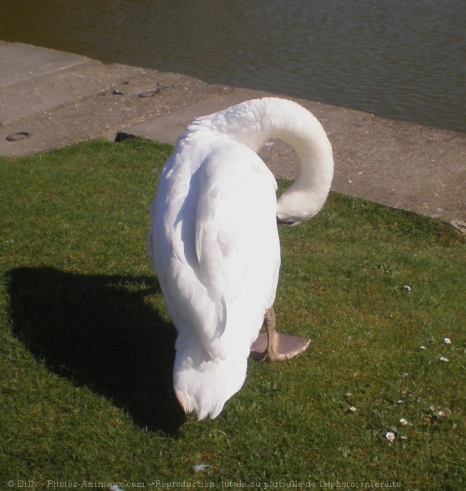 Photo de Cygne