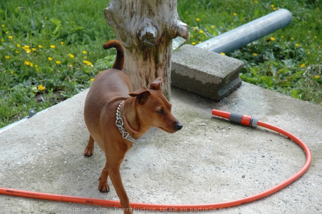 Photo de Pinscher nain