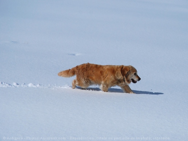 Photo de Golden retriever