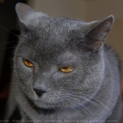 Photo de Chartreux