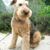 Photo d'Airedale terrier