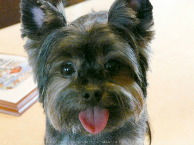 Photo de Yorkshire terrier