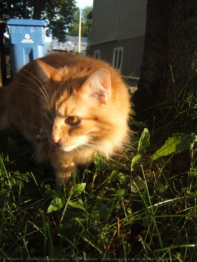 Photo de Chat domestique