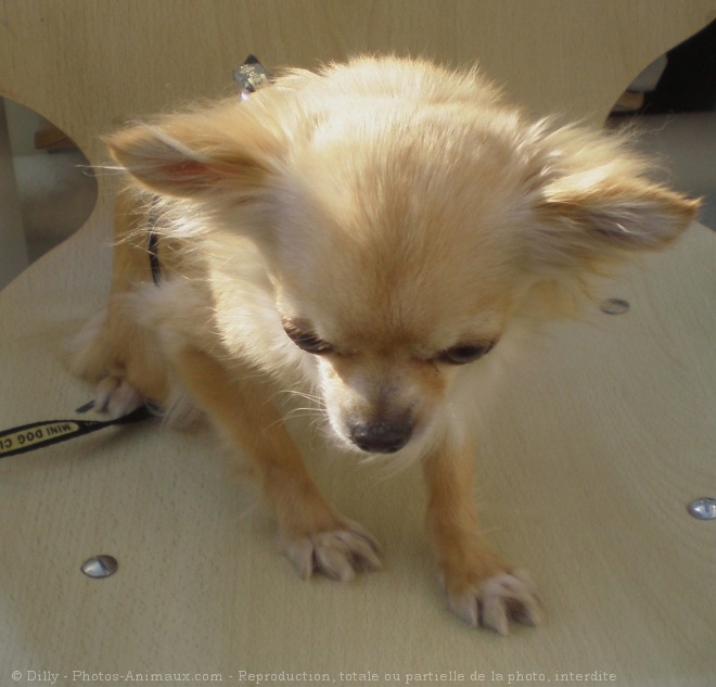 Photo de Chihuahua  poil long