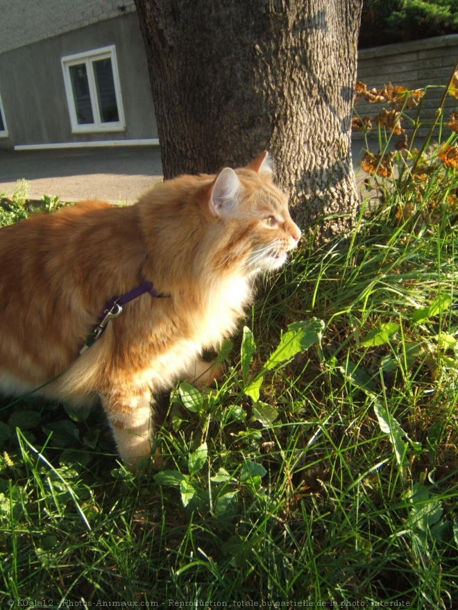 Photo de Chat domestique