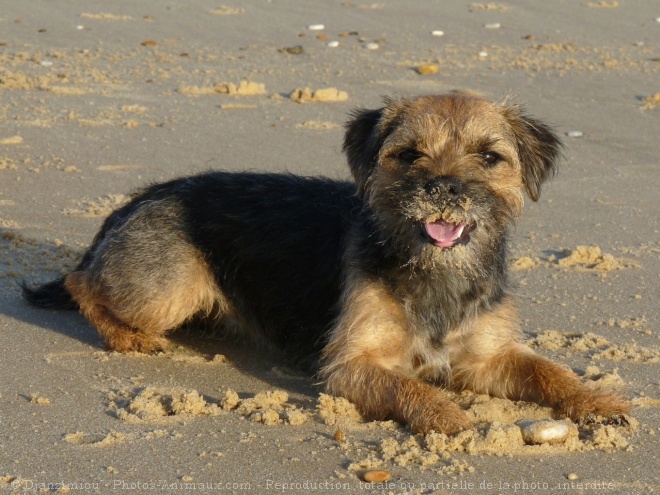 Photo de Border terrier