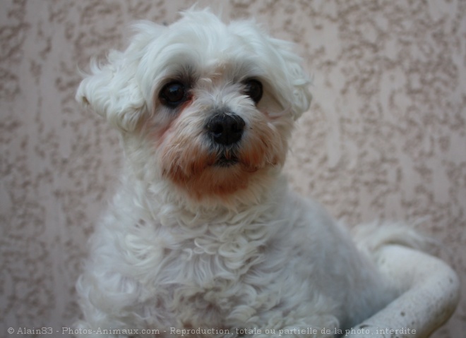 Photo de Bichon maltais