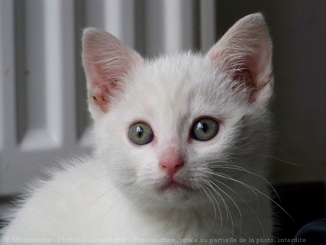 Photo de Chat domestique