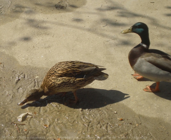 Photo de Canard colvert