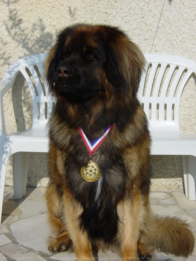 Photo de Leonberg