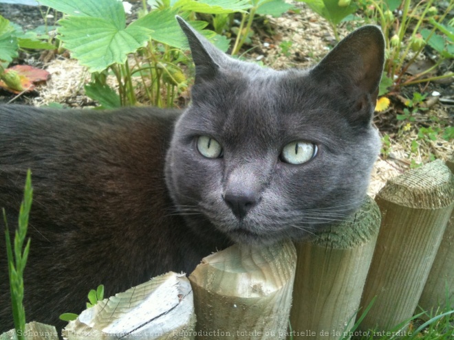 Photo de Chartreux