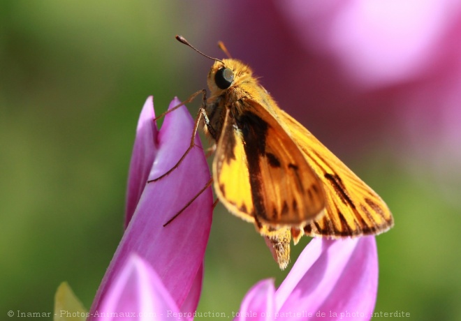 Photo de Papillon - la sylvaine