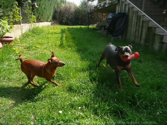 Photo de Pinscher allemand